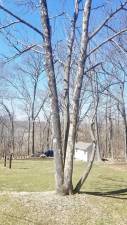 Emerald Ash Borer (EAB) has been devastating Ash trees in the northern part of the eastern half of the United States since 2007. Pictured here is an affected tree in Warwick. Photos provided by the Warwick Shade Tree Commission.