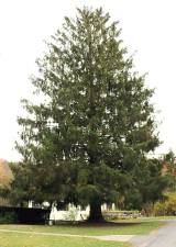 A huge pyramidal shape Norway Spruce that stands in front of 5 Cedar Street in the Village of Florida has been selected to be this year’s 87th Rockefeller Center Christmas Tree.