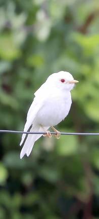 Photographer Kyle Knapp, who lives in Warwick, shared this extraordinary image of an Albino Eastern Bluebird. He wrote: “This past weekend was one of those ‘rare’ occurrences in bird photography. On a private farm, I was lucky enough to capture a glimpse of a true albino Eastern Bluebird. Truly a once in a lifetime experience.” According to the website Sialis.org by the birder who goes by the name Bret: “Albinism is a genetic (inherited) condition resulting in a complete lack of production of melanin pigmentation in the eyes, skin and feathers. Albinos are extremely uncommon. Leucism is also a genetic mutation. Leucistic birds have dilute, paler/ whitish plumage overall. A faint pattern may be visible. Leucism is also uncommon, but is more common that albinism. Some other color abnormalities may be due to disease, diet/malnutrition or injury, or other factors.”