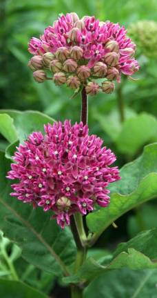 Edible plants and stars Milkweed is a genus of herbaceous perennial, dicotyledonous plants that contains more than 140 known species. Some species are known to be toxic but others have many folk-medicinal uses.
