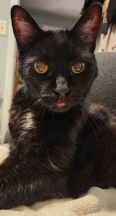 Warwick Wildcats 17 year old Warwick, submitted by Donna Bauer.