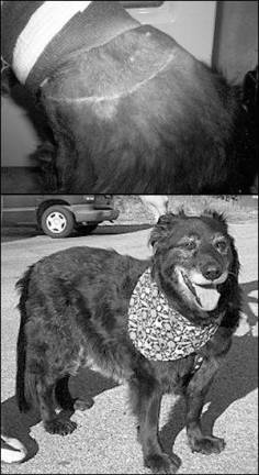 Plea bargain resolves animal cruelty case Plea bargain resolves animal cruelty case