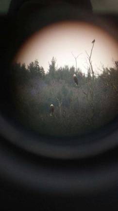 Bald Eagle watching in Pike County Eagles through a scope.