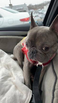 Sanctuary sues local SPCA for return of 45 seized animals Camo, the French bulldog seized for alleged neglect, had his own car seat.