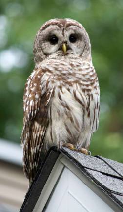 Now that’s a hoot According to the Cornell Lab of Ornithology’s All About Birds website (https://www.allaboutbirds.org), Barred Owls have a distinctive hooting call of eight to nine notes, described as “Who cooks for you? Who cooks for you - all?” This call carries well through the woods and is fairly easy to imitate.