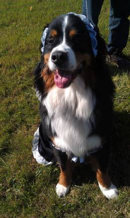 Pampered pets Submitted by Sharon Shapieo of West Milford, N.J. "My Bernese Mountain Dog, Karma, dressed up as a french maid."