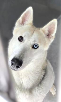 Meet COMET! Meet COMET!