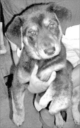 Humane Society looking for a foster family Humane Society looking for a foster family