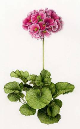 SUNY Orange hosts exhibit of botanical portraits at Mindy Ross Gallery Primula Obconica: watercolor pencil and color pencil by James Douglas Milne.