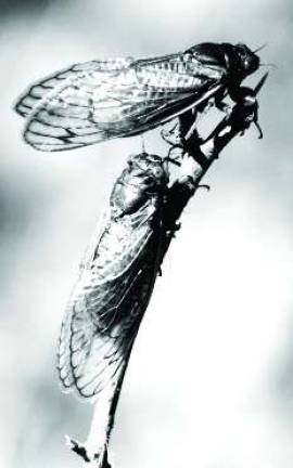 Birds, cicadas, moms and wild flowers Learn about cicadas on Saturday, May 11, beginning at 10 a.m. at the Hudson Highlands Nature Museum in Cornwall.