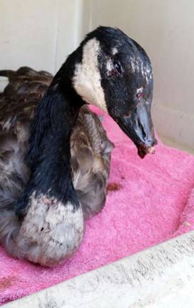 Provided photo This wounded goose, which was brought to the Warwick Humane Society, was shot for no good reason. His chest was full of blood and buckshot and he had to be euthanized.