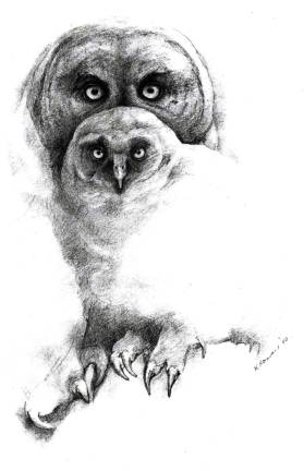 Showcasing the images of Warwick This is Katherine Roman's image of owls created in pencil on vellum.