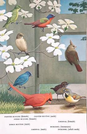 Wildlife artist John Yrizarry exhibiting at Albert Wisner Public Library John Yrizarry is displaying key pieces of his work that represent his artistic development from when he was an undergraduate at Yale School of Fine Arts to his current status as an acclaimed wildlife illustrator.