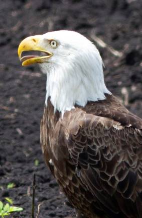Pine Island. Bald eagle, black dirt Pine Island. Bald eagle, black dirt