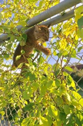 Most Viewed 2018 Bobcat sightings