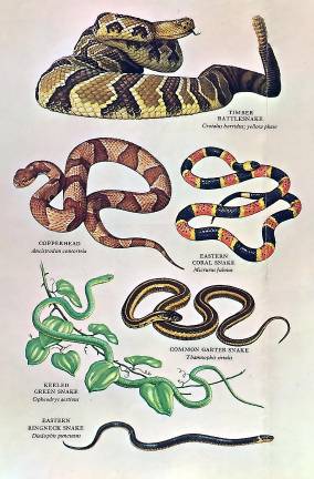 Wildlife artist John Yrizarry exhibiting at Albert Wisner Public Library Local birds, reptiles and amphibians as well as species from around the world are presented.