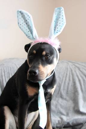 Pampered pets Submitted by Rachael Heiss of Warwick, N.Y. "Max gets festive for every holiday. Here is what he wore last Easter."