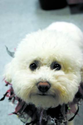 Coyote attacks small dog in Goshen Beau