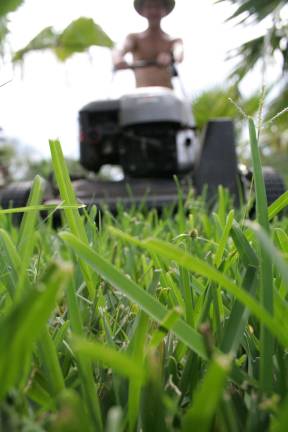 Seven quick, easy and cheap fixes for common lawn problems Seven quick, easy and cheap fixes for common lawn problems