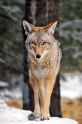 Foxes and chickens, birds and snakes Provided photo Coyote (Canis latrans) walks in the snow (captive animal). Do you know what kind of scat the coyote leaves behind? Find out at the Hudson Highlands Nature Museum on Sunday, Jan. 13, at 10 a.m. Photo provided.