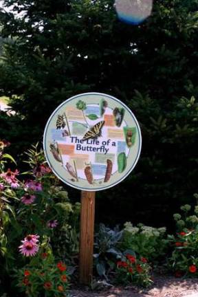 Pine Island Butterfly Garden gets educational signs This finished product shows the life cycle of a butterfly.