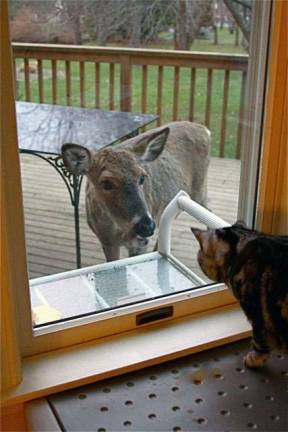 Here's looking at you, kid Photo by Deb Holton-Smith Oliver, the photographer's British Shorthair, looks out at the strangest animal he's ever seen on deck. This young doe decided to steal a glance at the "tiger" inside. The stare down lasted for more than 10 minutes, fortunately giving Deb Holton-Smith time to grab her camera. Neither wanting to be the first to blink! This has since become a daily occurrence.