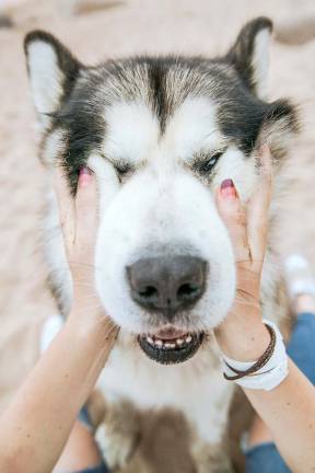 Warwick. Free pet vaccination clinic set for Nov. 7 Photo by La Miko from Pexels.