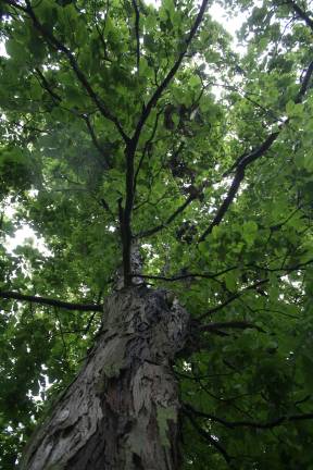 Town of Warwick begins tree inventory with $21,000 state grant Photo by Linda Smith Hancharick The Town of Warwick has begun a tree inventory in its six parks and 12 cul-de-sacs, thanks to a $21,000 grant from the state Department of Environmental Conservation.