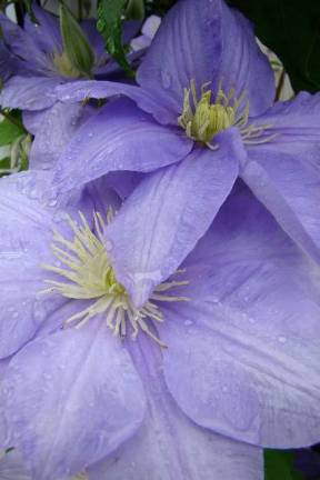 Tickets on sale for Gardens of Goshen tour and luncheon Tickets on sale for Gardens of Goshen tour and luncheon