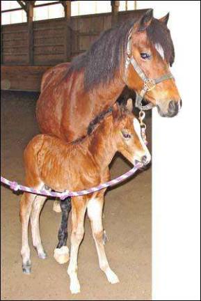Newborn pony arrives at Whisper Wind Farm Newborn pony arrives at Whisper Wind Farm