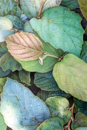 SUNY Orange hosts exhibit of botanical portraits at Mindy Ross Gallery Blue Shadow Fothergilla: watercolor pencil and color pencil by James Douglas Milne.