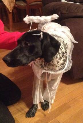 Pampered pets Submitted by Michele Radakovits of Florida, N.Y. "While he is super sweet, Jarvis, our 7 month old German Shorthaired Pointer is very mischievous. An angel is his alter ego."