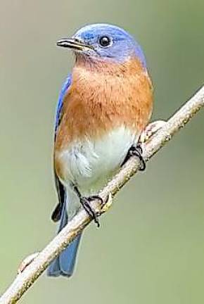 This is what a “normal” Eastern Bluebird looks like. Photo courtesy of the Cornell Lab of Ornithology.