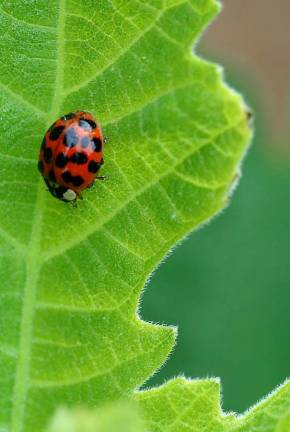 Come to a Ladybug Picnic on June 16 to celebrate the beginning of summer Family Central will host its second annual “Ladybug Picnic,” a family-friendly event on Saturday, June 16, from 4 to 7 p.m. at the Town Park in Pine Island.