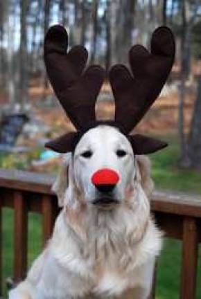 Vote for the best holiday photo Submitted by: Barbara Divis of Milford, Pa. "Bailey is all ready for Christmas."