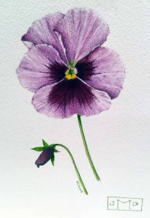 SUNY Orange hosts exhibit of botanical portraits at Mindy Ross Gallery Lilac Pansy: watercolor pencil and color pencil by James Douglas Milne.