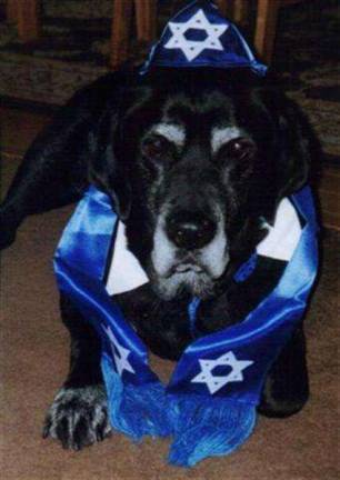 Pampered pets Submitted by Marjorie Lipson of Milford, Pa. "Lucky celebrating Chanukah."