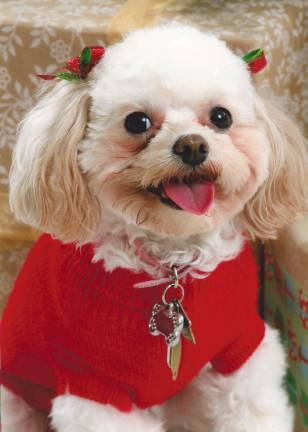 Pampered pets Submitted by Kathleen Bell of Newton, N.J. "Julie 4 year old multi-poo, the best little dog in the world."