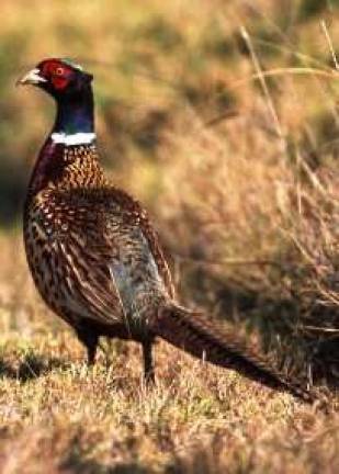 State releases pheasants for hunting season Ring-necked pheasant (Photo: NYS Department of Environmental Conservation)