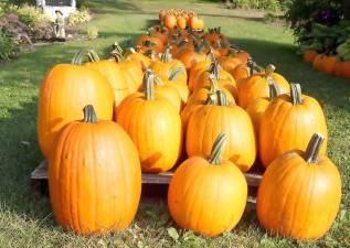 It’s still time to celebrate autumn at farms like Scheuermann Farms Greenhouses, 73 Little York Road in Pine Island, which continues its annual tradition of displaying and offering a great selection of pumpkins.