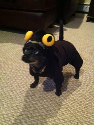 Pampered pets Submitted by Randi Kulp of Vernon, N.J. Jasmine dressed up as a cat for Halloween.