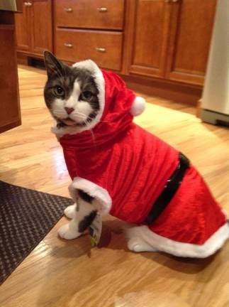 Vote for the best holiday photo Submitted by: Patty Zdichocki "Dusty is a 12 year old cat who has a sister named Casey. He is very lovable and photogenic."