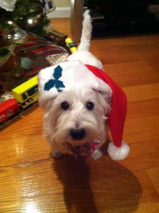 Pampered pets Submitted by Therese Long of Warwick, N.Y. "Frostie comes to town to wish everyone happy holidays."