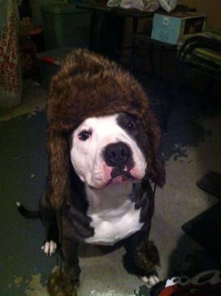 Pampered pets Submitted by Helen Flavin of Chester, N.Y. "Dash getting ready to go outside in freezing temperatures."