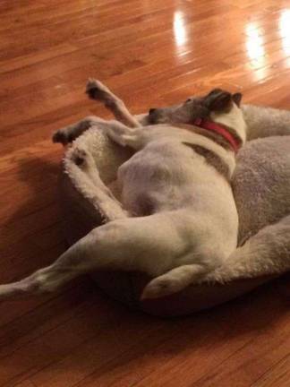 LOST DOG: Have you seen Skip? LOST DOG: Have you seen Skip?