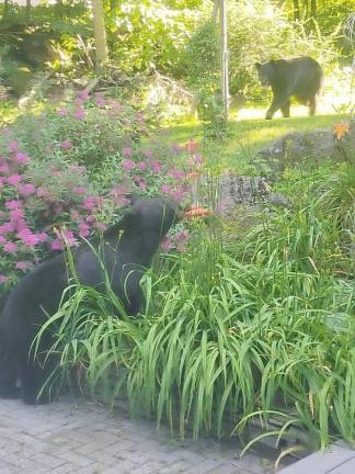 The bare bones about bear encounters A female bear drinking from a hummingbird feeder in Andvorer, NJ, as a male bear looks on.