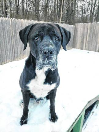 Pet of the Week: Meet Waldo Where’s Waldo? At the Warwick Valley Humane Society!