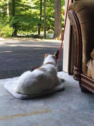 LOST DOG: Have you seen Skip? LOST DOG: Have you seen Skip?