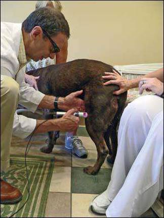 Orange County Veterinary Hospital offers 'K-Laser' for pet pain relief Orange County Veterinary Hospital offers 'K-Laser' for pet pain relief