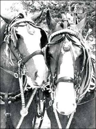 Budweiser Clydesdales strut into Florida this Sunday Budweiser Clydesdales strut into Florida this Sunday